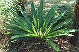 birdsnestfern.jpg (8144 bytes)