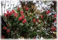 crimsonbottlebrush1.jpg (25735 bytes)