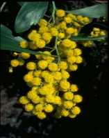 goldenwattle1.jpg (22791 bytes)