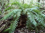 kingfern1.jpg (18530 bytes)