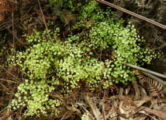 maidenhair2.jpg (20327 bytes)
