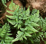 maidenhairrough1.jpg (31720 bytes)