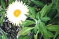 poachedeggplant.jpg (3300 bytes)