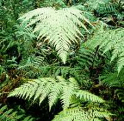 rainbowfern1.jpg (32467 bytes)