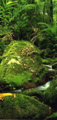 rainforest1.jpg (25253 bytes)