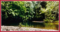 rainforestsplendour.jpg (12785 bytes)