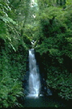 rainforestwaterfall1.jpg (23042 bytes)