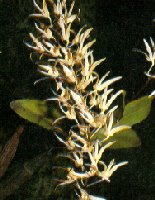 rockorchid.jpg (12878 bytes)