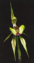 spider4a1.jpg (22627 bytes)