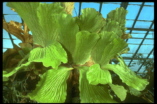 staghorn1.jpg (15624 bytes)
