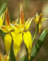 yellowcowsliporchid1.jpg (16911 bytes)